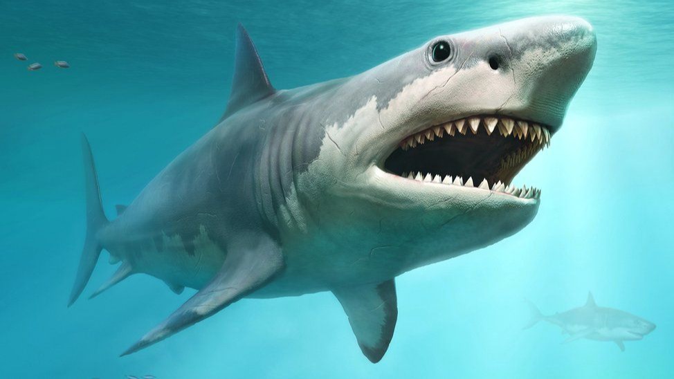 The extinction of the megalodon shark may be linked to the great white competition
