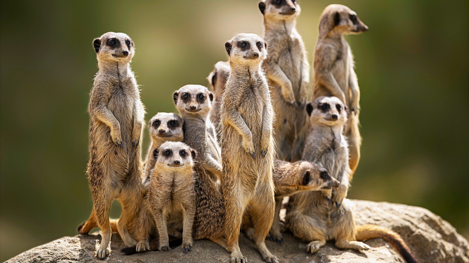 Deforestation: 69% of the world's wildlife has been destroyed in the last 52 years