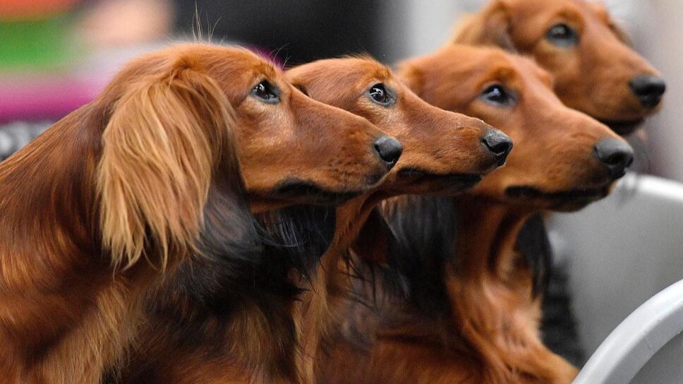 Ugly but no less cute: The World's Ugliest Dog contest begins with entries being accepted; Cash prizes, more important details here