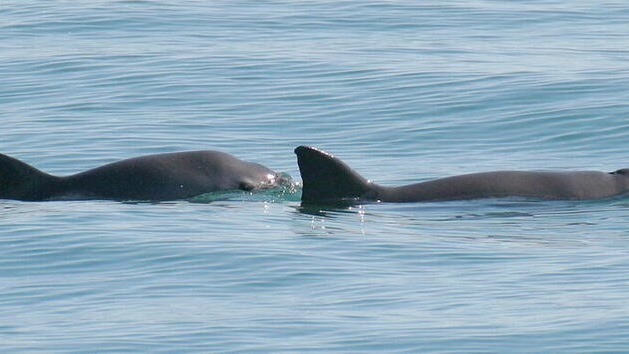 Mexico faces fines for not protecting the endangered harbor porpoise.