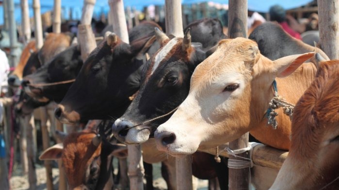 NDRI-Karnal Produces  First Cloned Calves in India; Newborns are doing well, experts say.