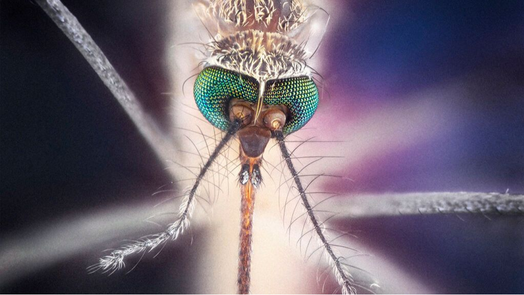 What are the Common Signs of Malaria?