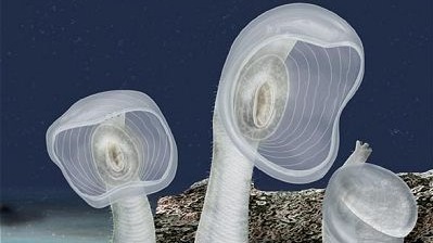 Sea Squirts and 'Skeeters: Fascinating Discoveries in Our Latest Science News Roundup