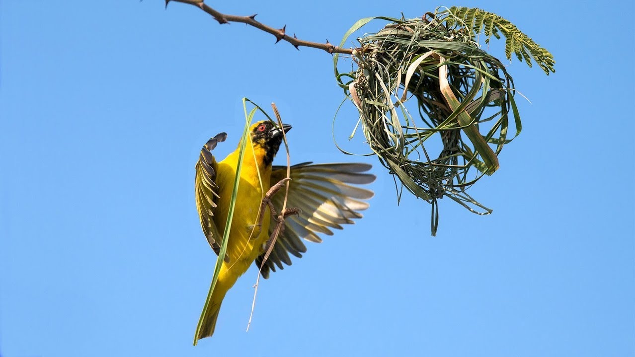 Inside the World of Weaverbirds: Masterpieces of Nest Creation