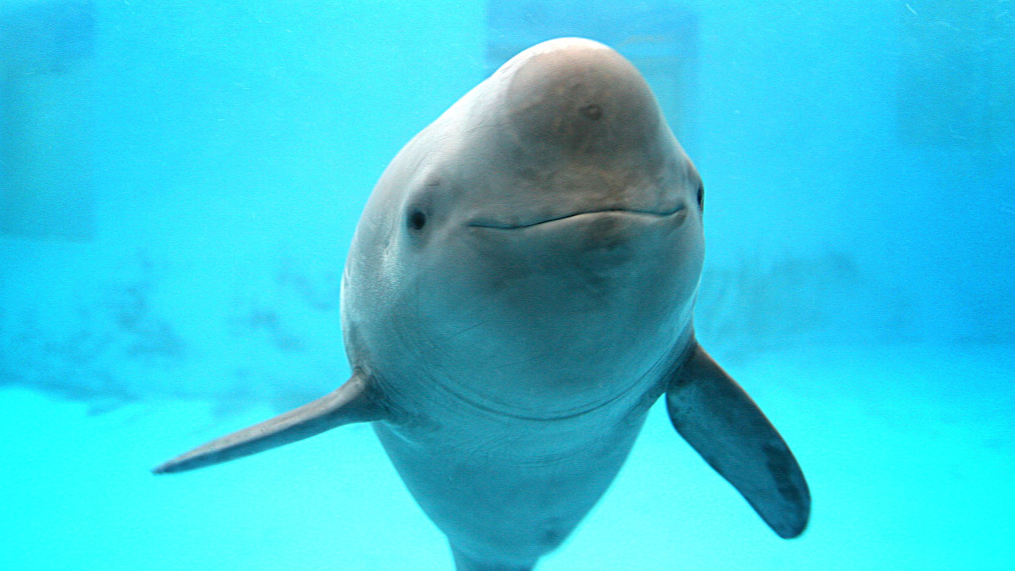 The Future of China’s Finless Porpoise and Marine Biodiversity