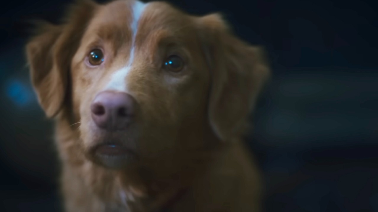 The Unblinking Stare of Indy the Dog Elevates a Haunted House Thriller