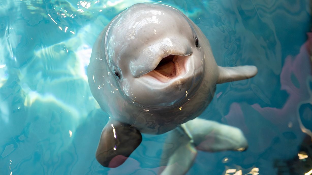 Canadian Marine Park Marineland Issues Ultimatum of Beluga Whale Euthanasia Without Immediate Federal Financial Intervention