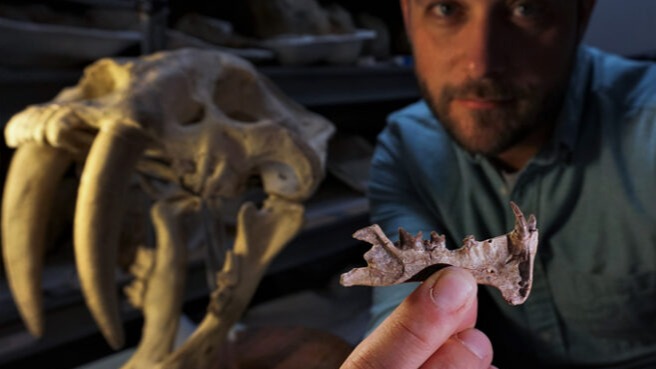 New saber-toothed mammals are among the first hyper predators.